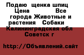 Подаю. щенка шпиц  › Цена ­ 27 000 - Все города Животные и растения » Собаки   . Калининградская обл.,Советск г.